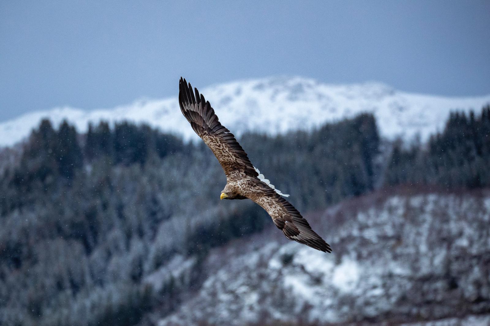 White Tailed Eagle - Kites in the Sky