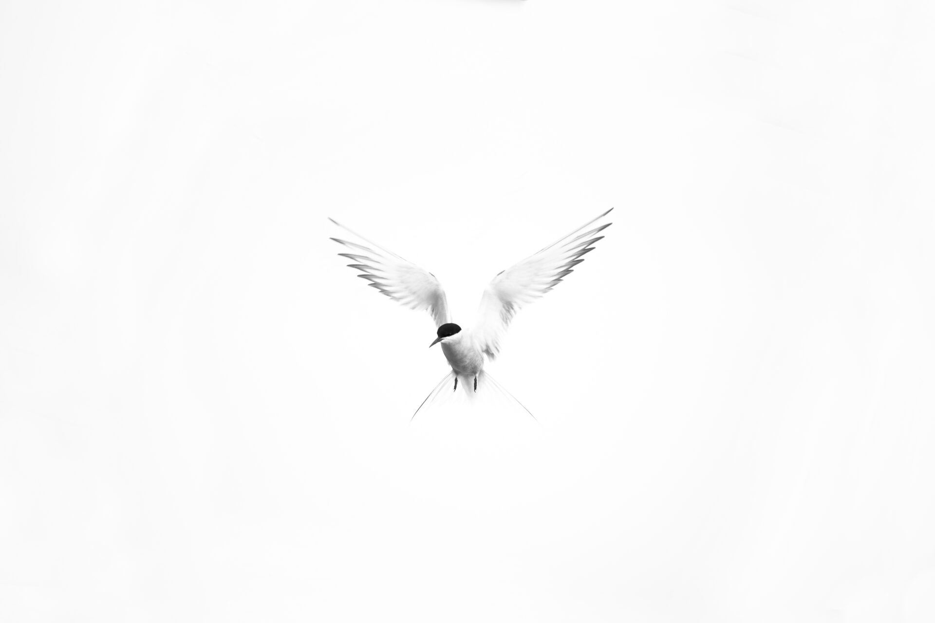 Arctic Tern