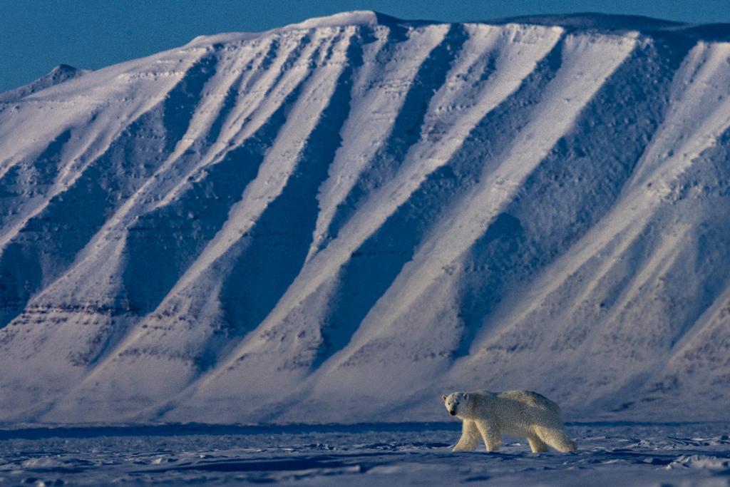 My stories of nature and the ones who preserve it. Piet van den Bemd nature & wildlife videomaker